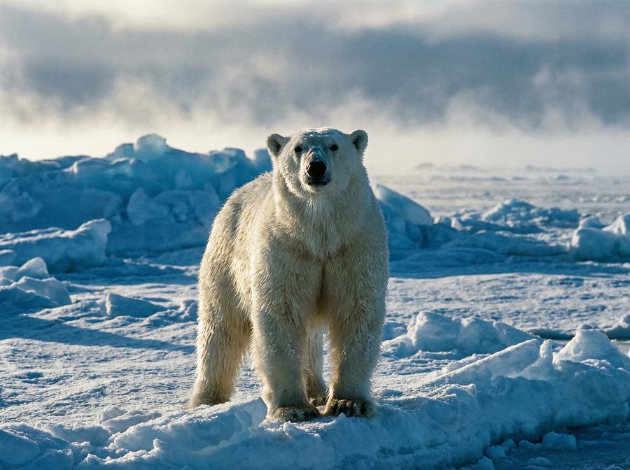 海角网北极熊视频演示 北极熊冰原生存写真