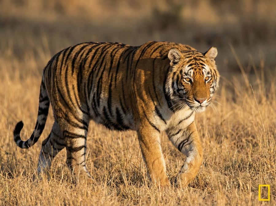 海角网老虎视频教程 孟加拉虎丛林追踪写真